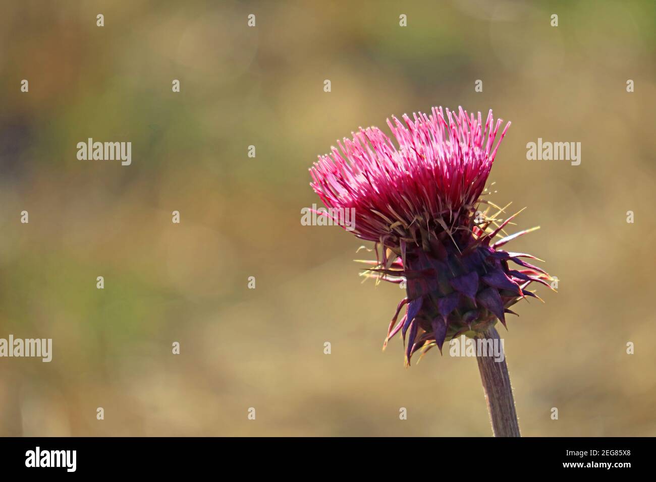 Closeup a Cirsium Neomexicanum or New Mexico Thistle Flower in the Sun Stock Photo