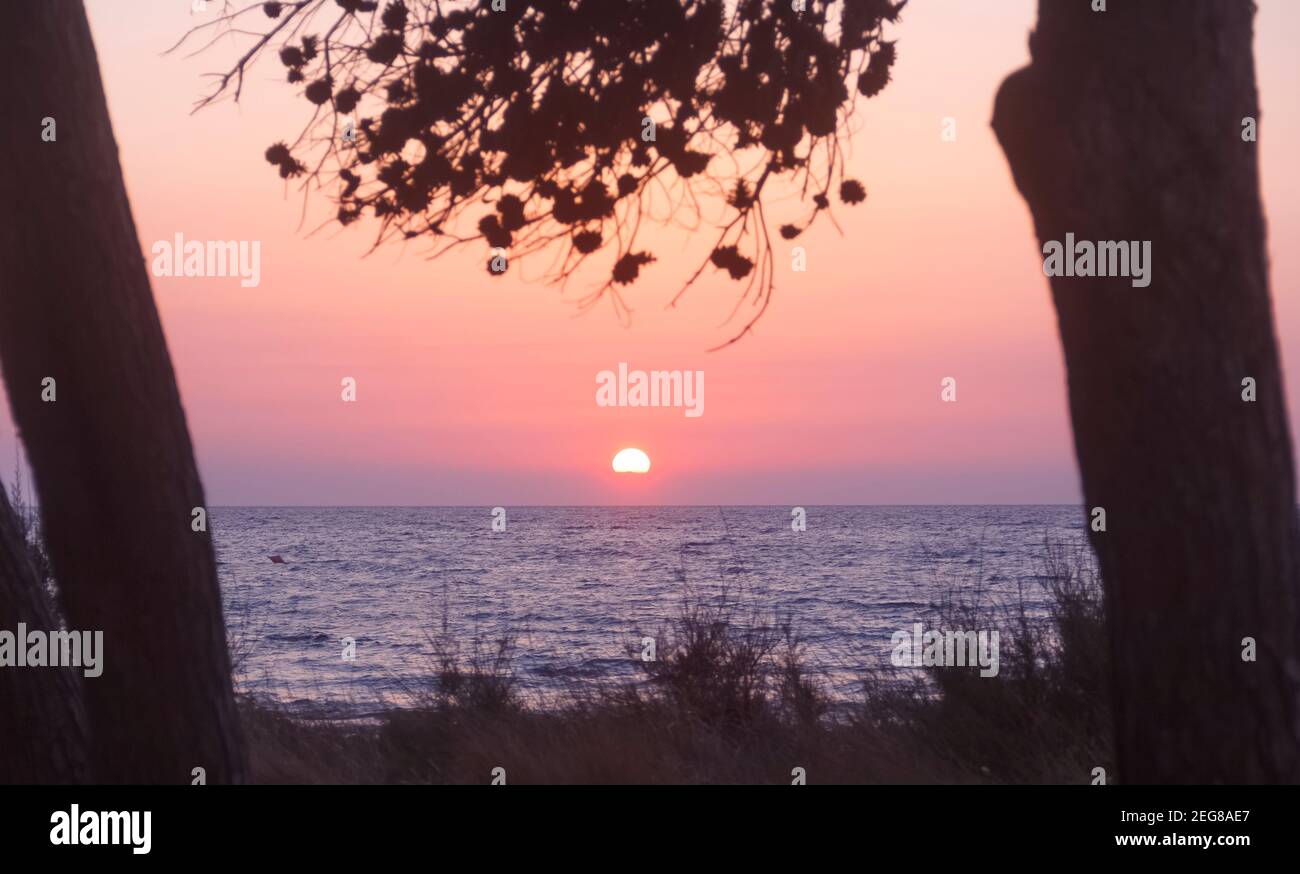 Sunset on the sea with pine tree, Apulia (Italy). Stock Photo