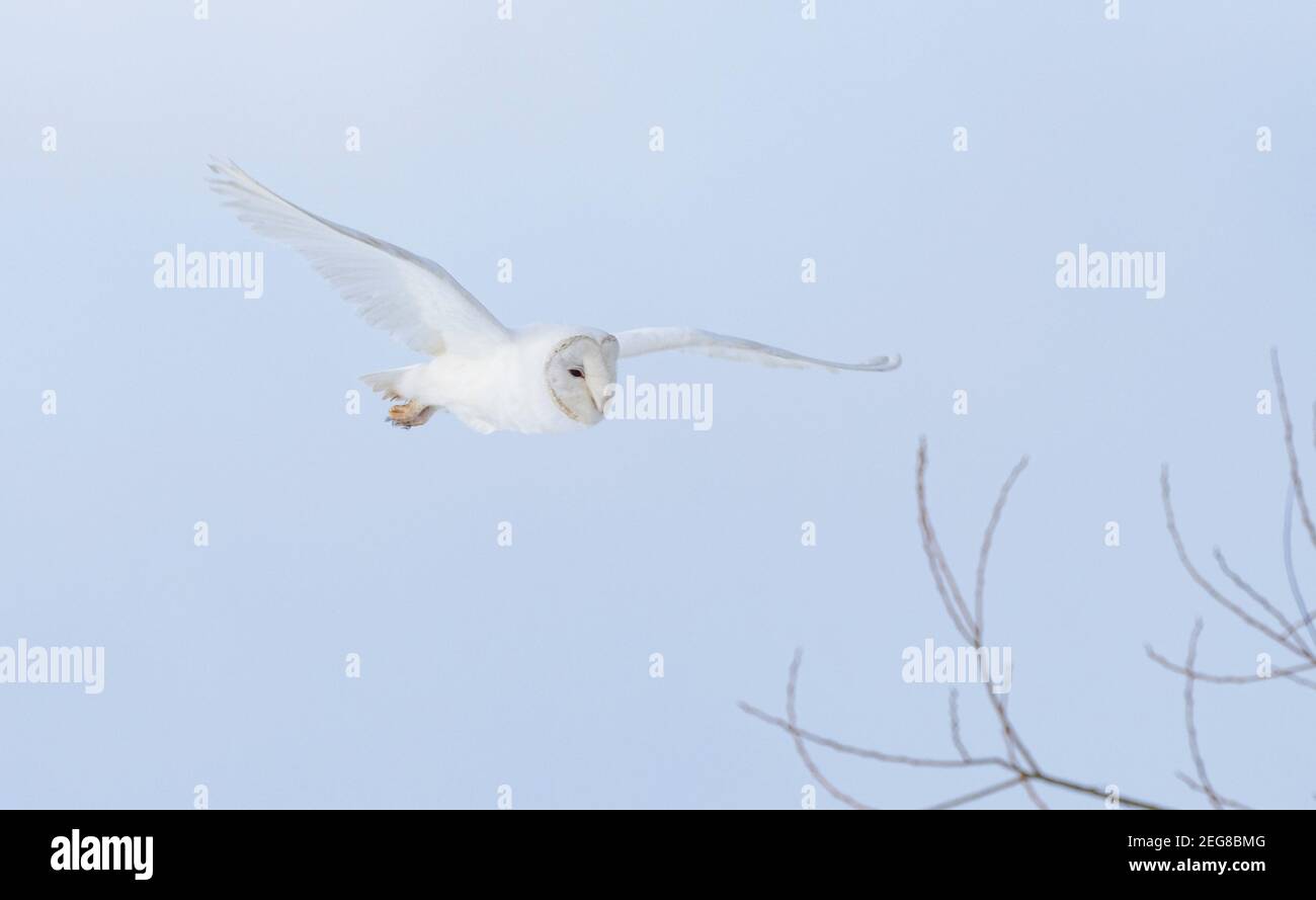 Leucistic barn owl flying right to left Stock Photo