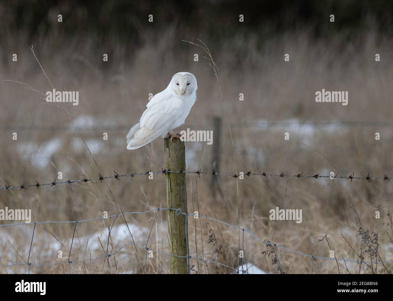 Leucistic barn owl sitting on a post in a snowy landscape Stock Photo
