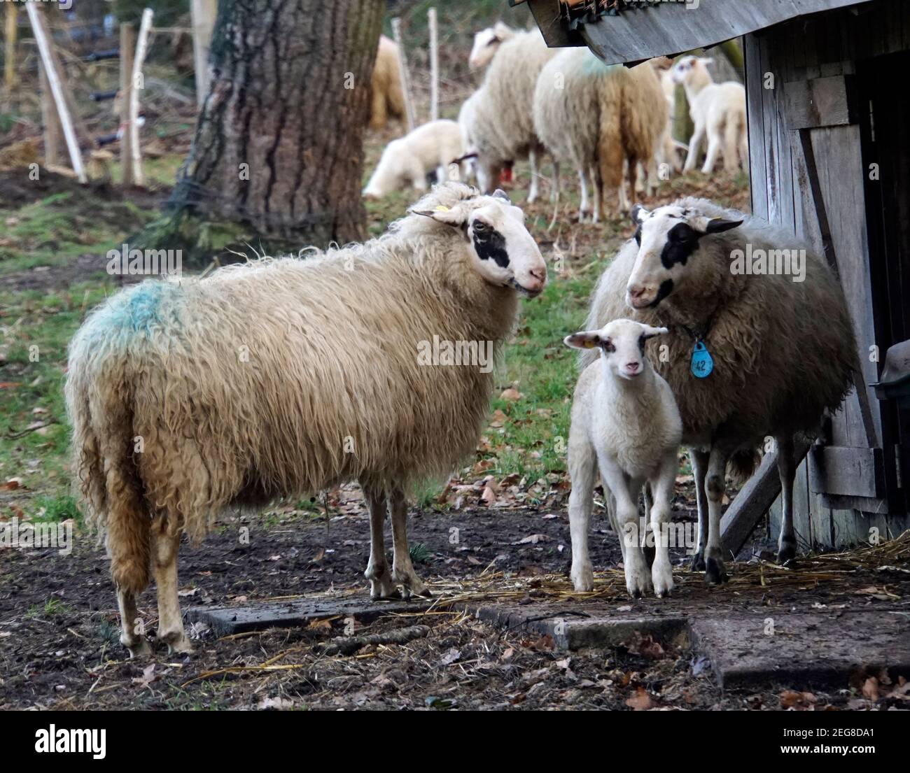 Group of sheep that have just come out of the stable. The first lambs