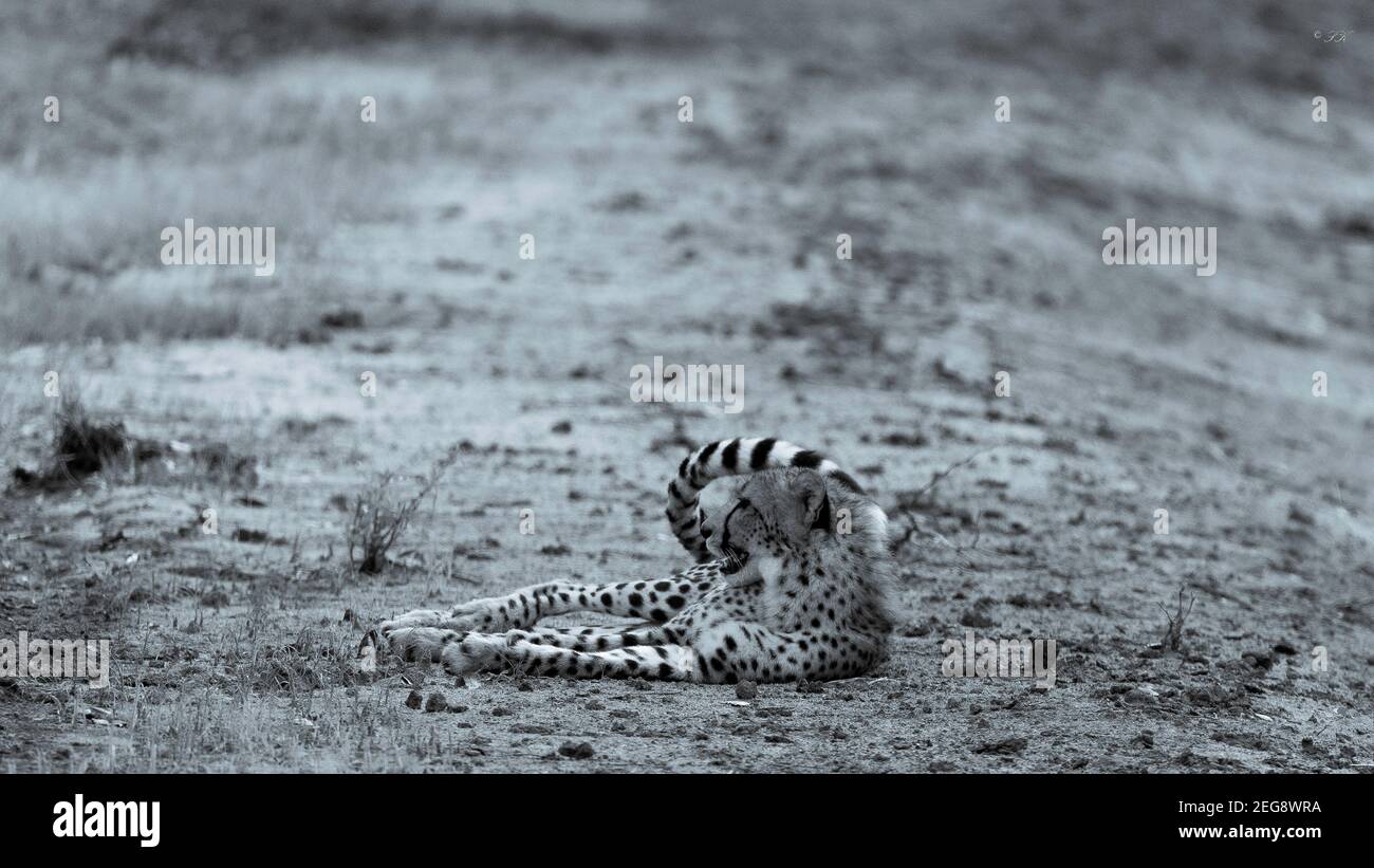 Cheetah in Liwonde National Park, Malawi Stock Photo