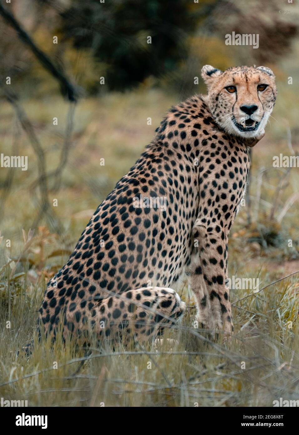 Sitting cheetah Stock Photo