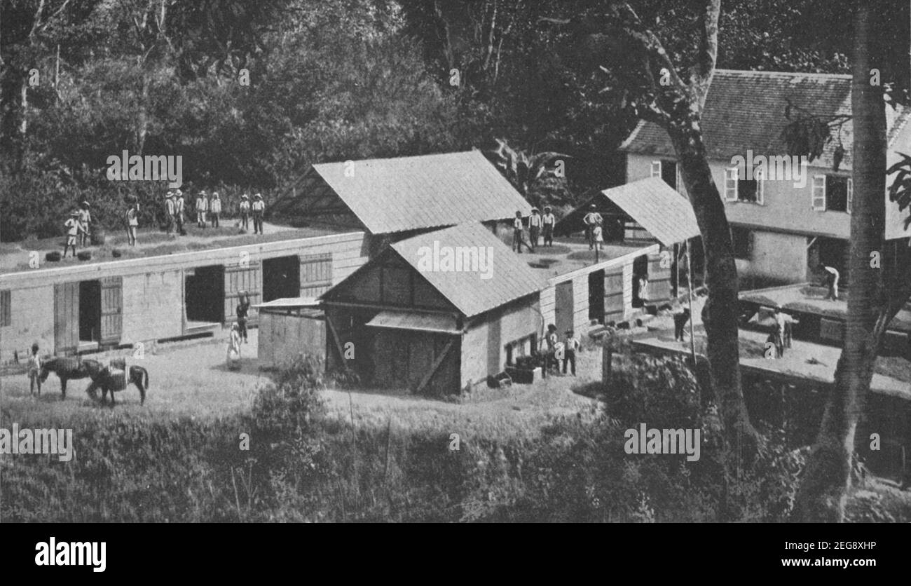Early 20th century photo of cocoa bean drying houses in a cocoa plantation in Trinidad circa 1920 during the period when the island was a British colony Stock Photo