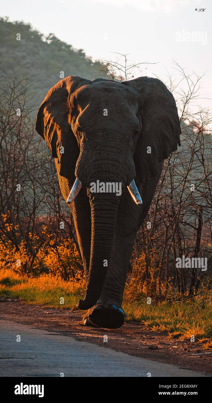 Elephant in golden light Stock Photo
