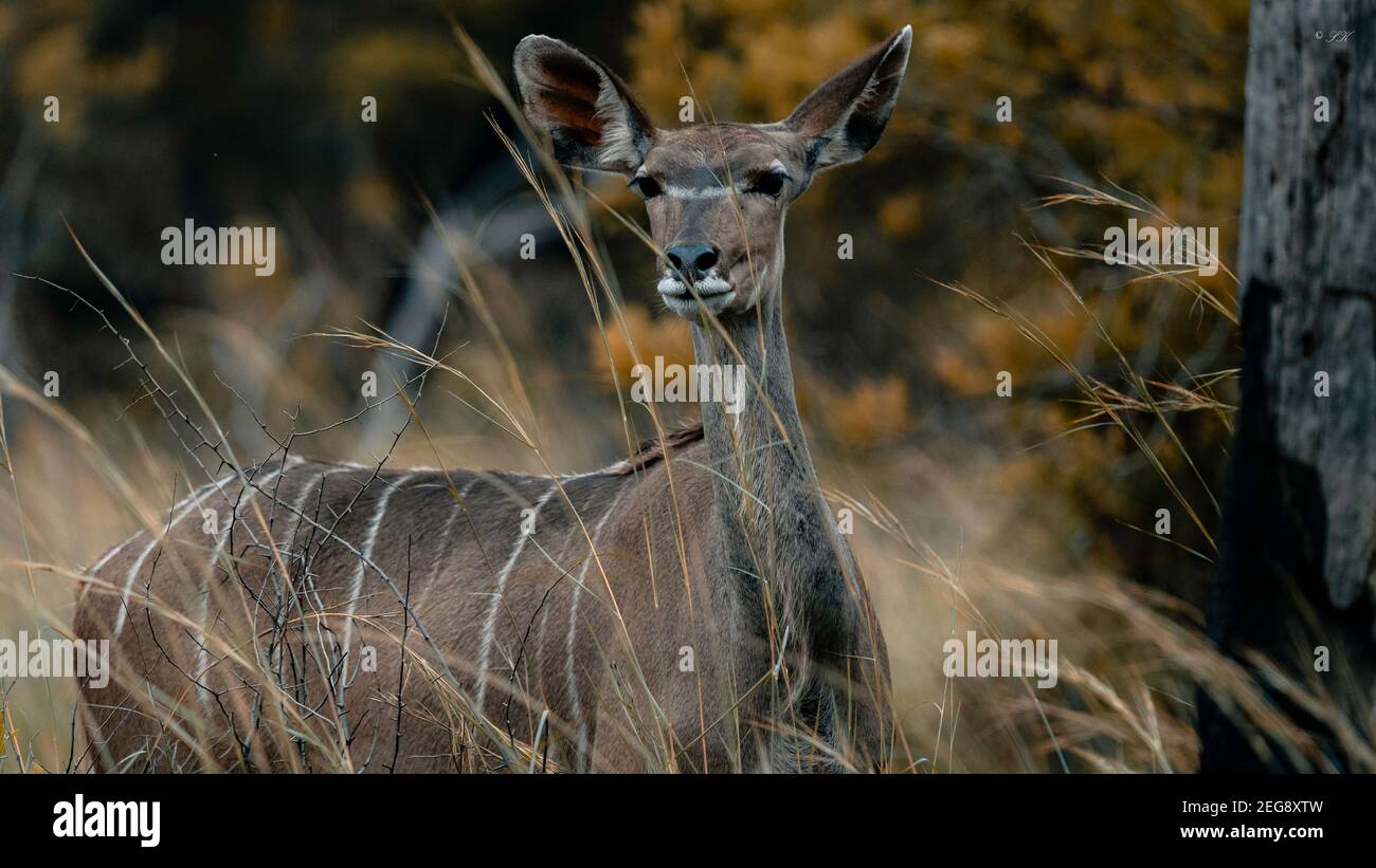 Female Kudu Stock Photo