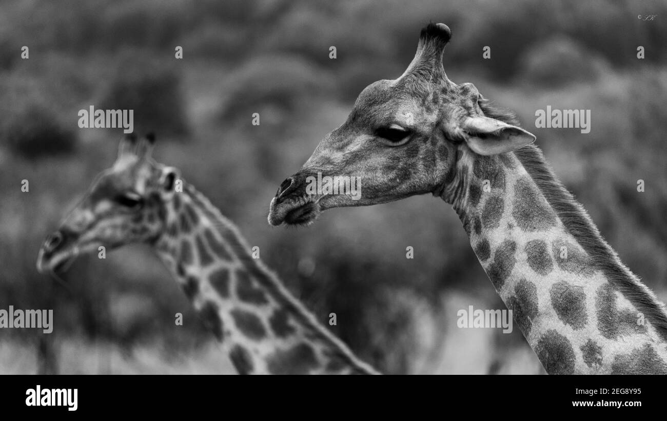 Giraffe heads Stock Photo