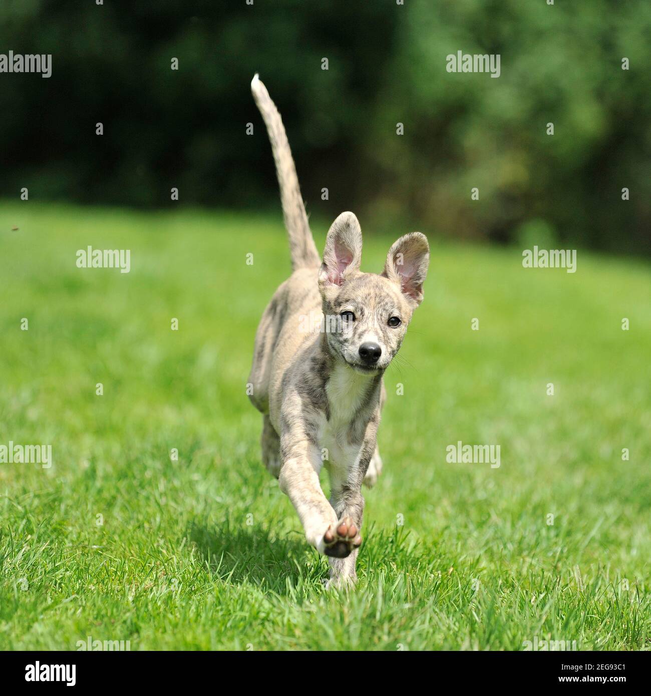 Can Puppies Go For Runs