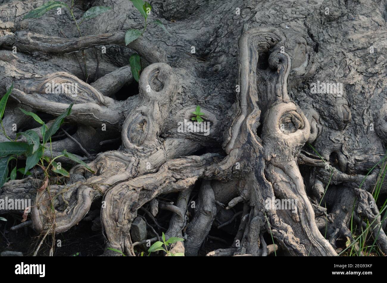 Tree roots in creepy abstract art Stock Photo