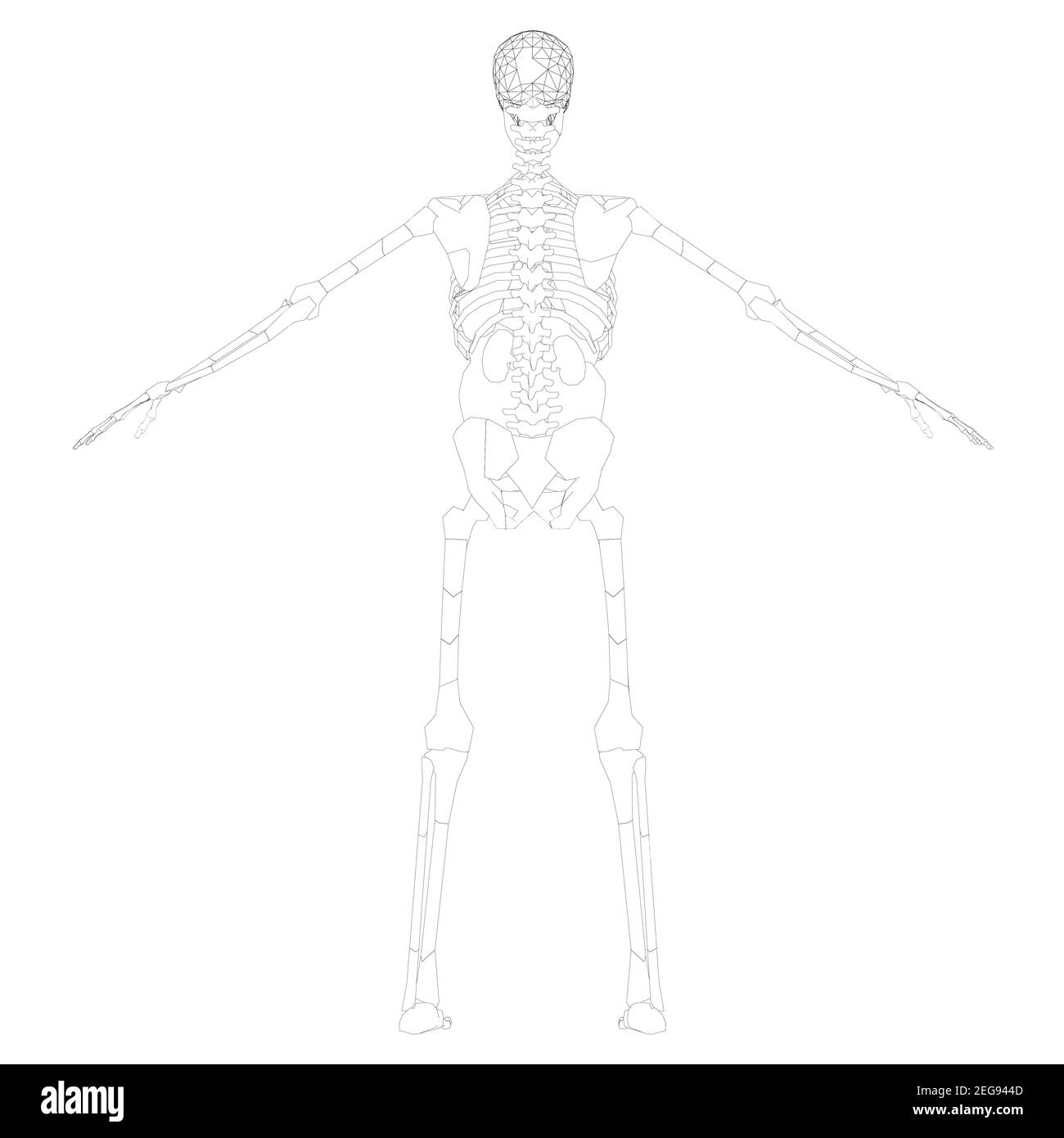 The contour of the human skeleton with raised hands. Back view. Vector illustration. Stock Vector