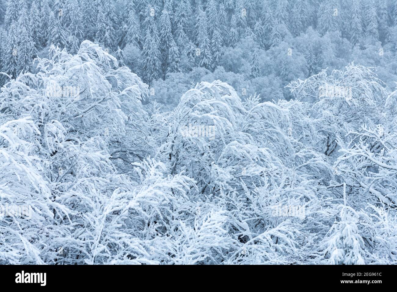 Winter forest covered by snow closeup. Landscape photography Stock Photo