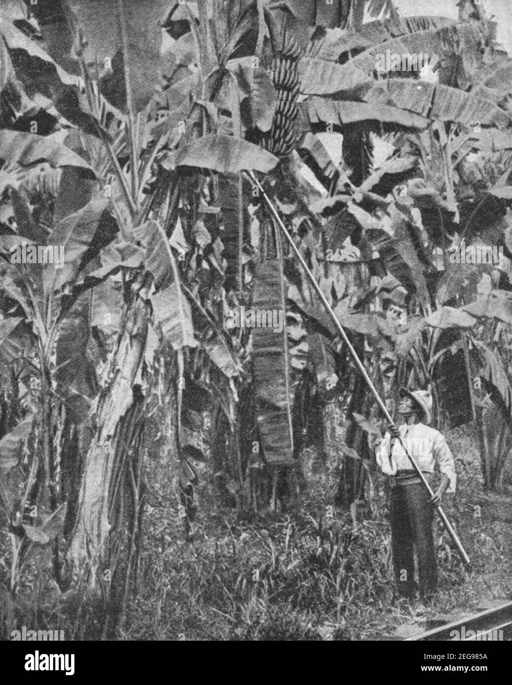Early 20th century photo of Jamaican man harvesting bananas on a plantation in Jamaica circa early 1900s during the period when the island was a British colony Stock Photo