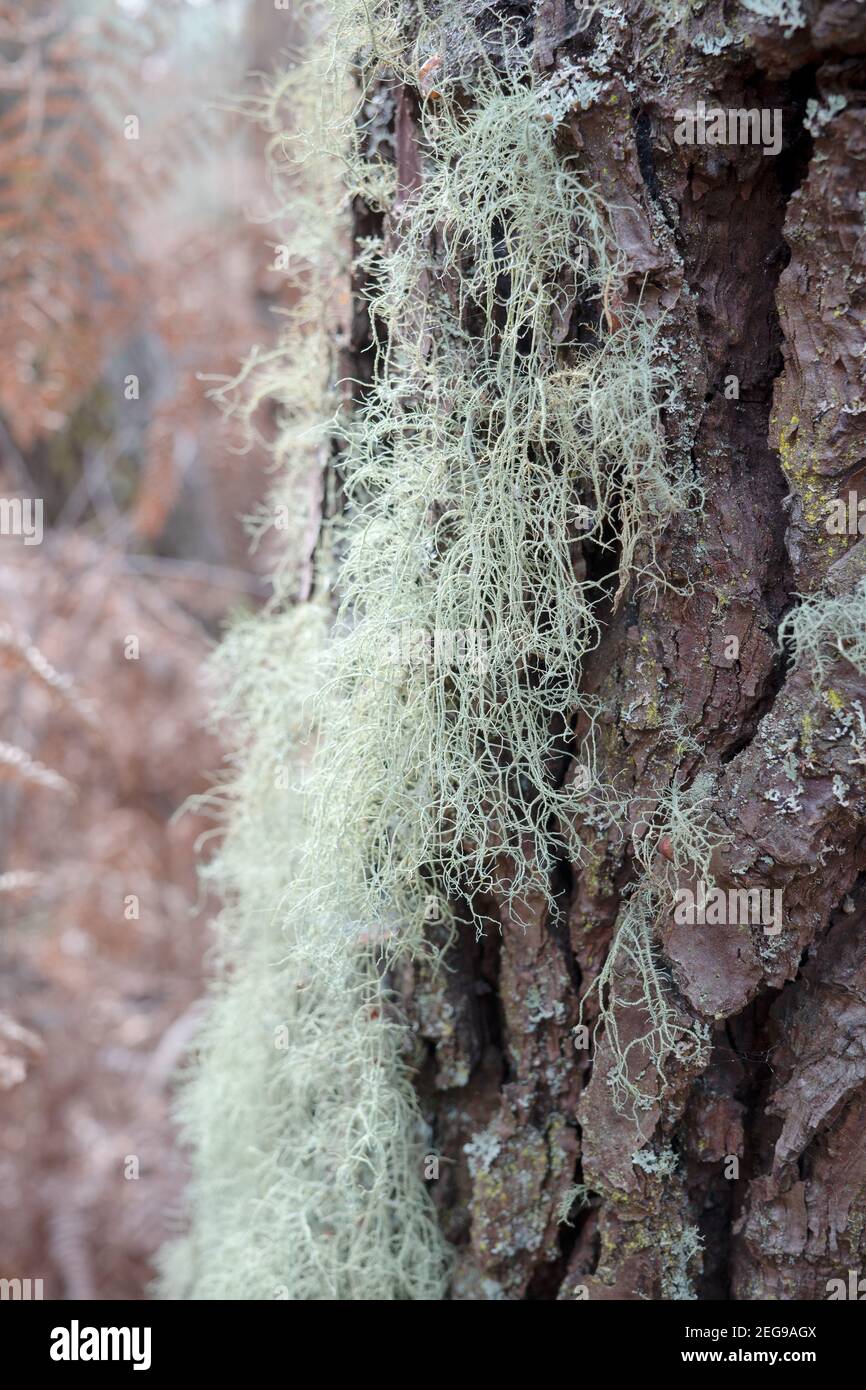 Lichen on pine tree on autumn time. Evernia prunastri also known as oakmoss Stock Photo
