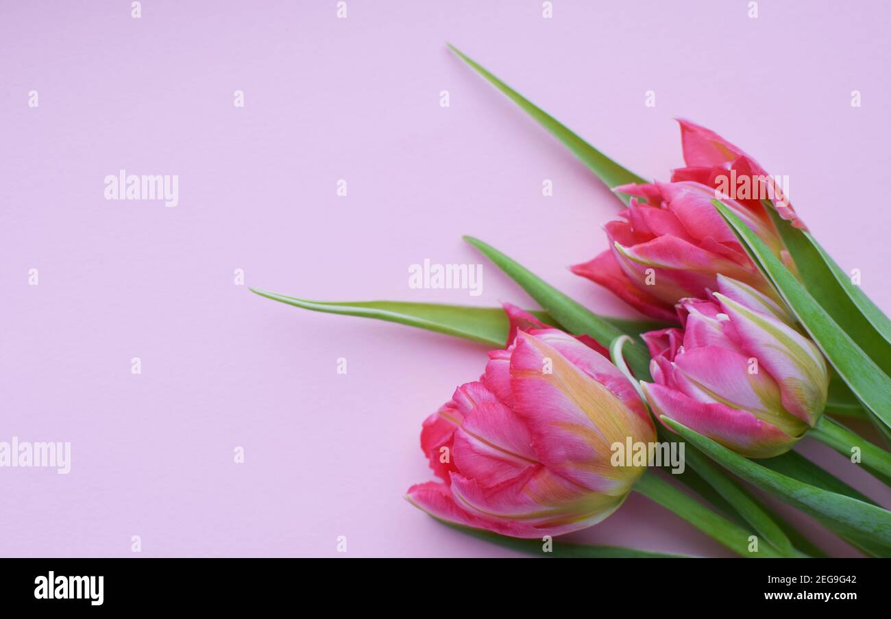Bouquet of pink  spring tulips and place for text for Mother's Day or 8 March on a pink background. Top view flat style. Stock Photo