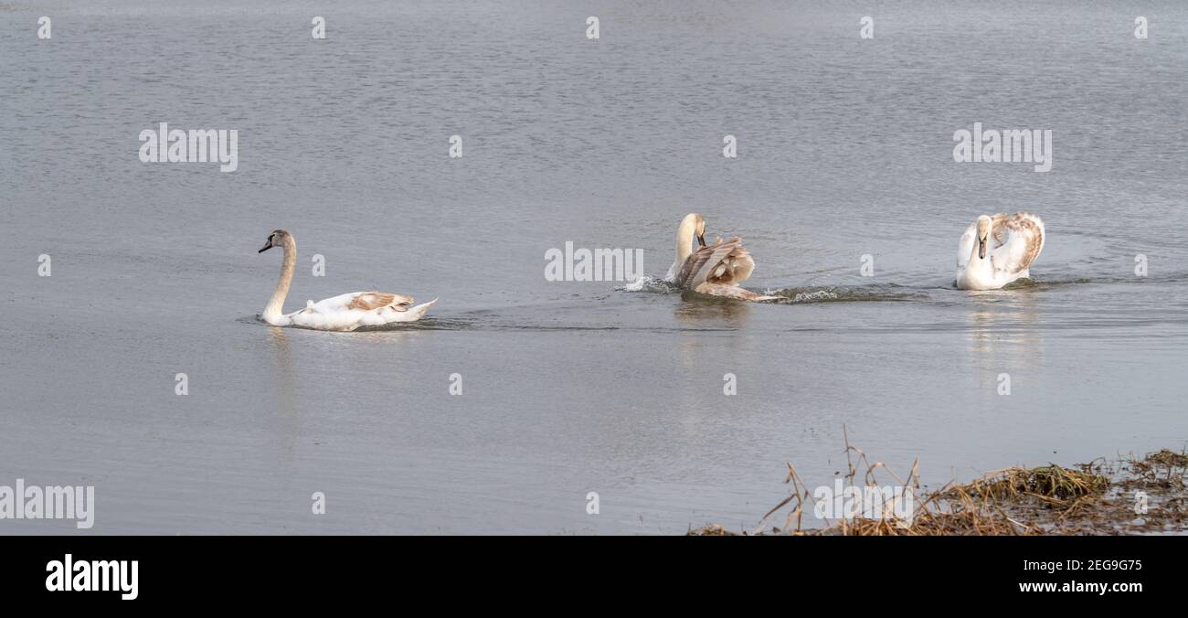 Three juvinile swans swiming on a flooded field on a clear day with rippled water. Stock Photo