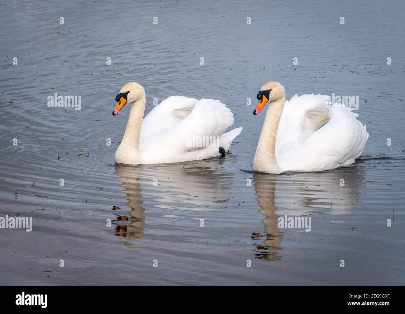 Two swans swiming on a flooded field on a clear day with reflections in the water. Stock Photo