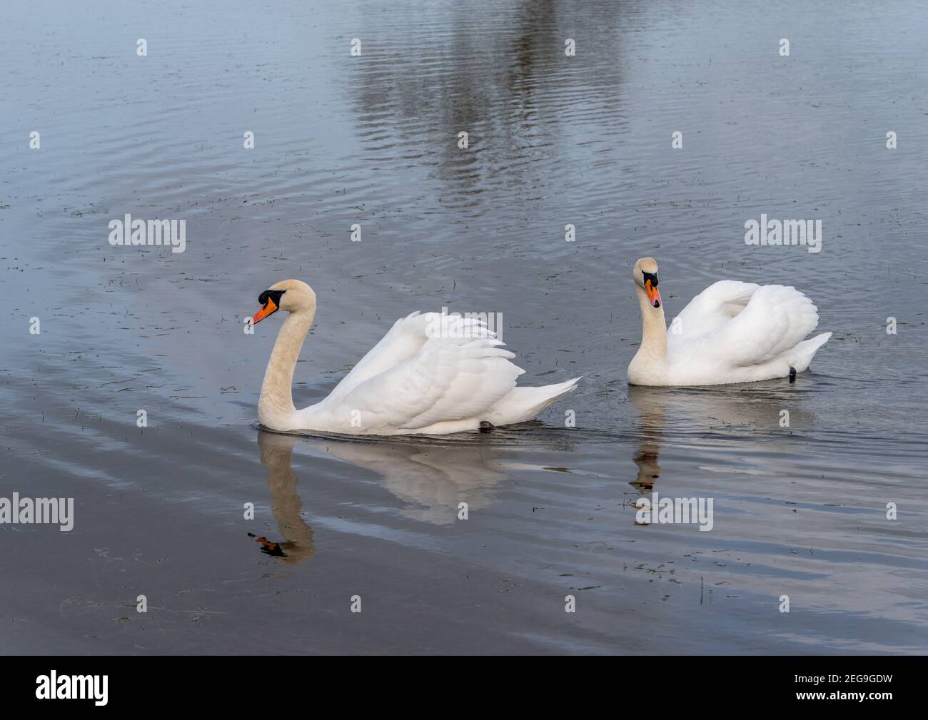 Two swans swiming on a flooded field on a clear day with reflections in the water. Stock Photo