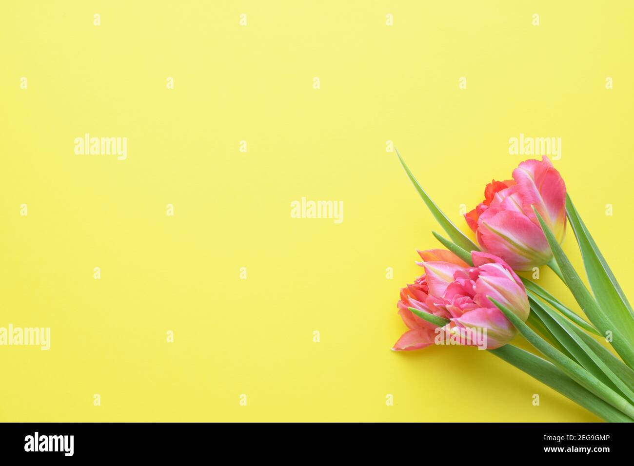 Bouquet of pink  spring tulips and place for text for Mother's Day or 8 March on a yellow background. Top view flat style. Stock Photo