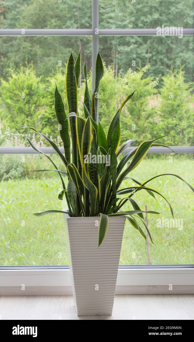 Indoor plant with green-yellow leaves Sansevieria trifasciata on a large white pot near a window overlooking the garden Stock Photo
