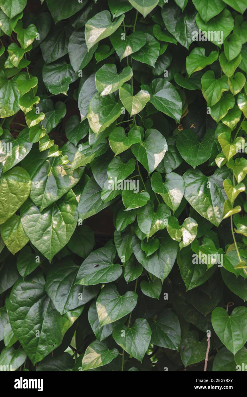 Wall covered with vines of shiny green leaves Stock Photo