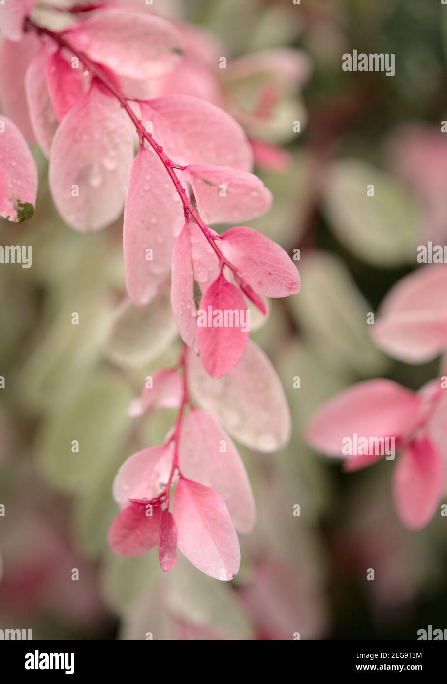 Breynia disticha ornamental bush pink variegated foliage natural floral macro background Stock Photo