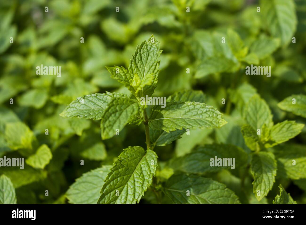 Close up shot of a mint stem with blurred background Stock Photo
