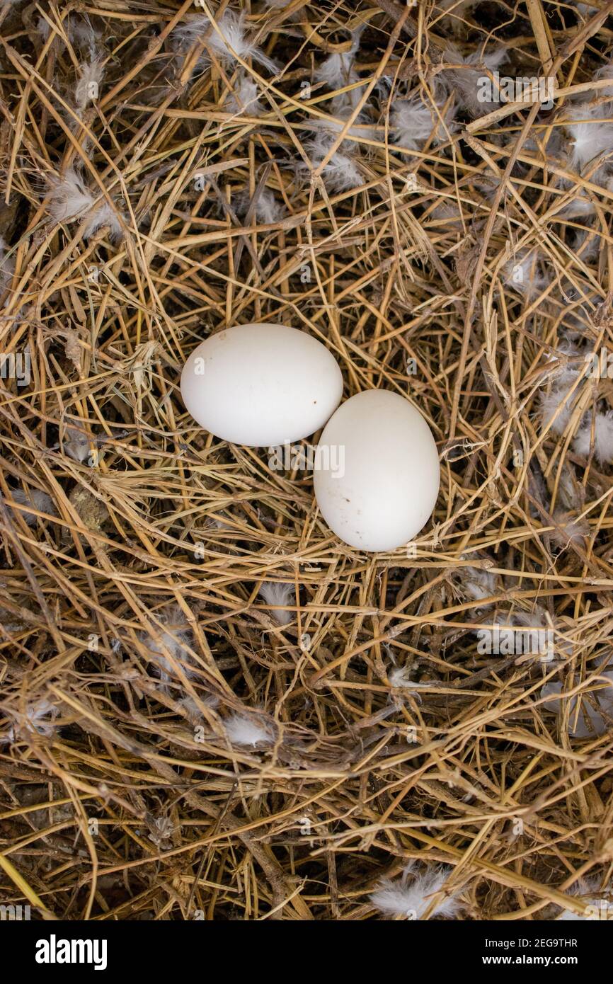 Bird eye shot showing two white small eggs laying in a nest Stock Photo ...