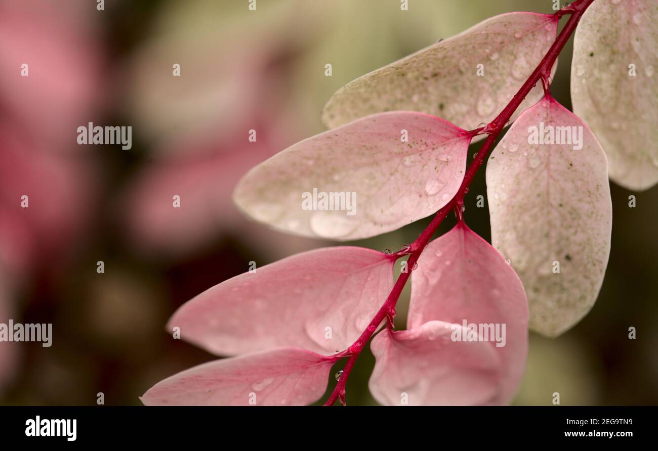 Breynia disticha ornamental bush pink variegated foliage natural floral macro background Stock Photo