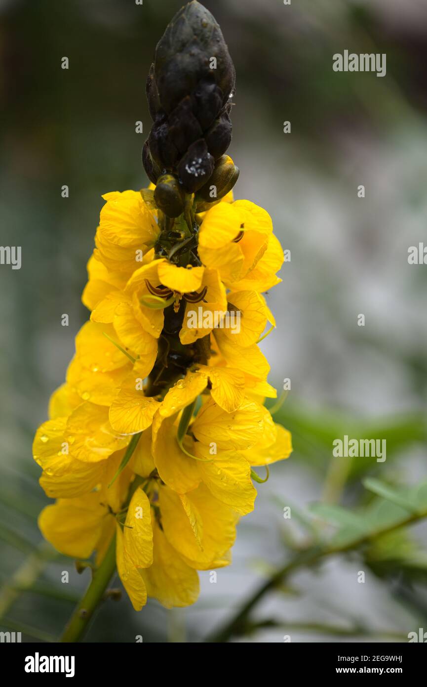 Yellow flowers of Senna didymobotrya aka popcorn cassia, natural floral macro background Stock Photo