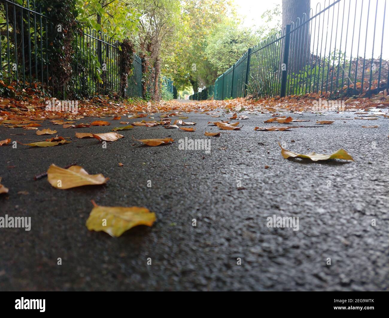 Leaves covering pathway autumn hi-res stock photography and images - Alamy