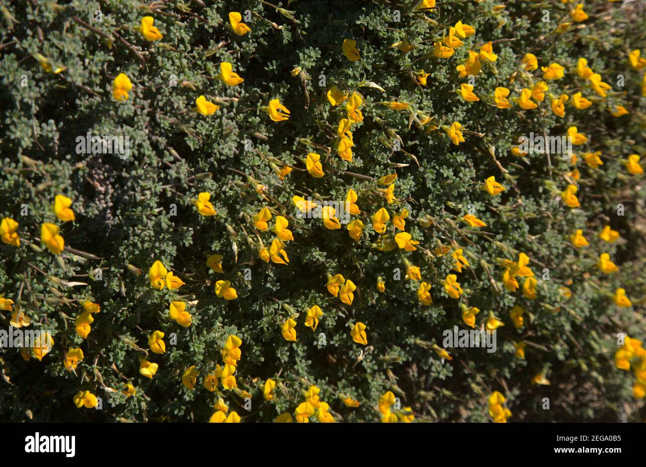Flora of Gran Canaria -  yellow flowers of Lotus tenellus, plant endemic to the Canary Islands Stock Photo