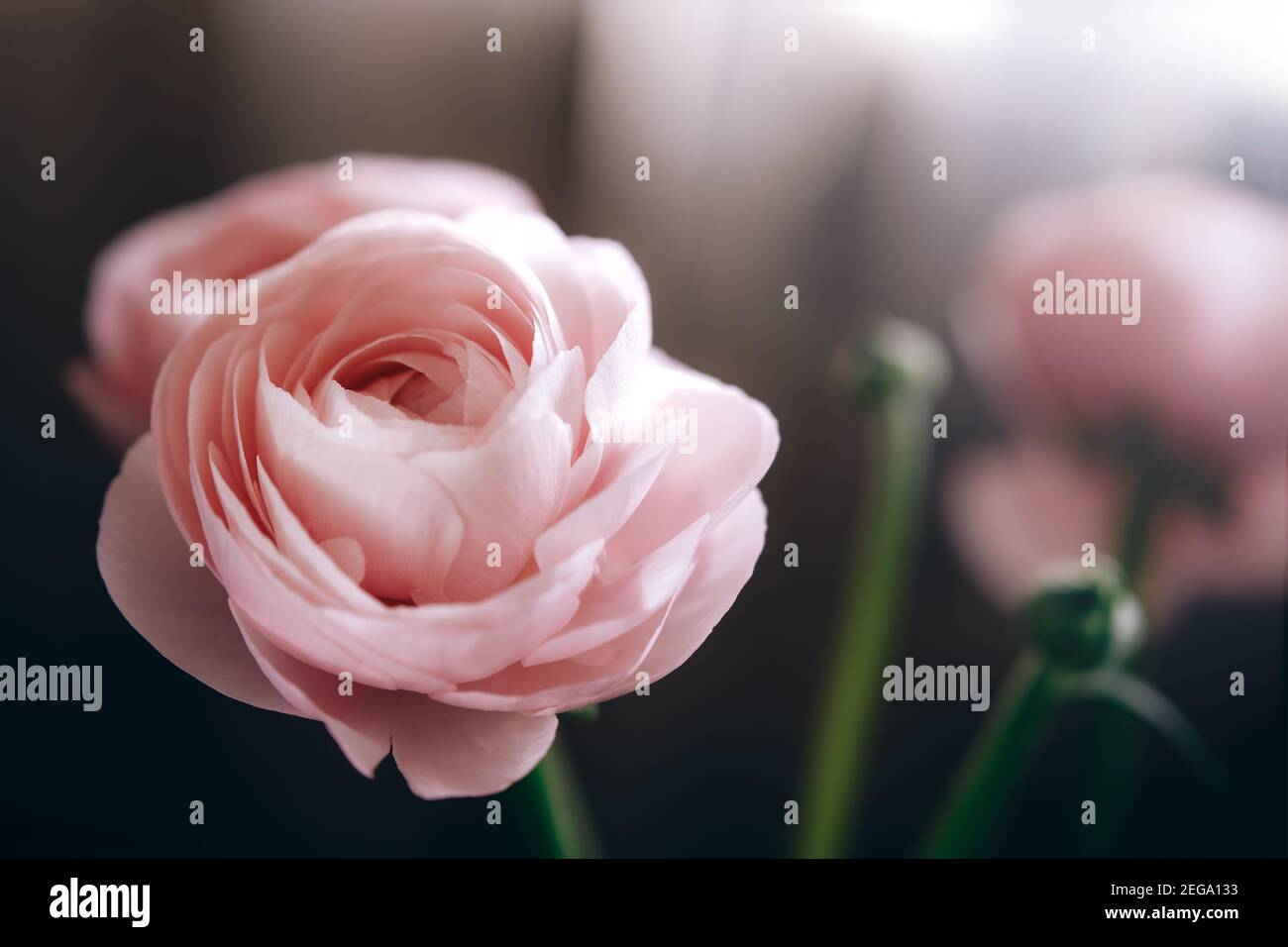 Ranunculus pale pink spring flowers close-up background. Walpaper, space for text. Stock Photo