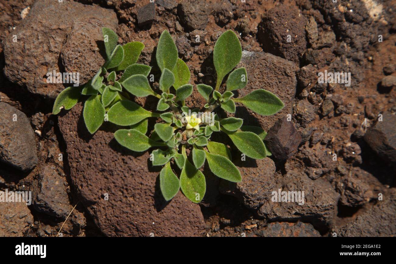 Flora of Gran Canaria - flowering  Aizoon canariense, Canary iceplant native to Canary Islands natural macro floral background Stock Photo