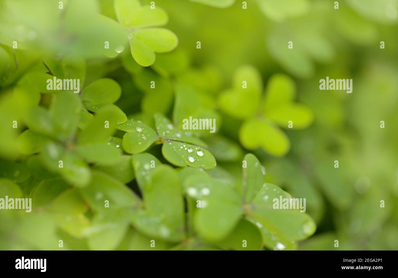 Flora of Gran Canaria -  Oxalis pes-caprae, invasive plant on the Canary Islands Stock Photo