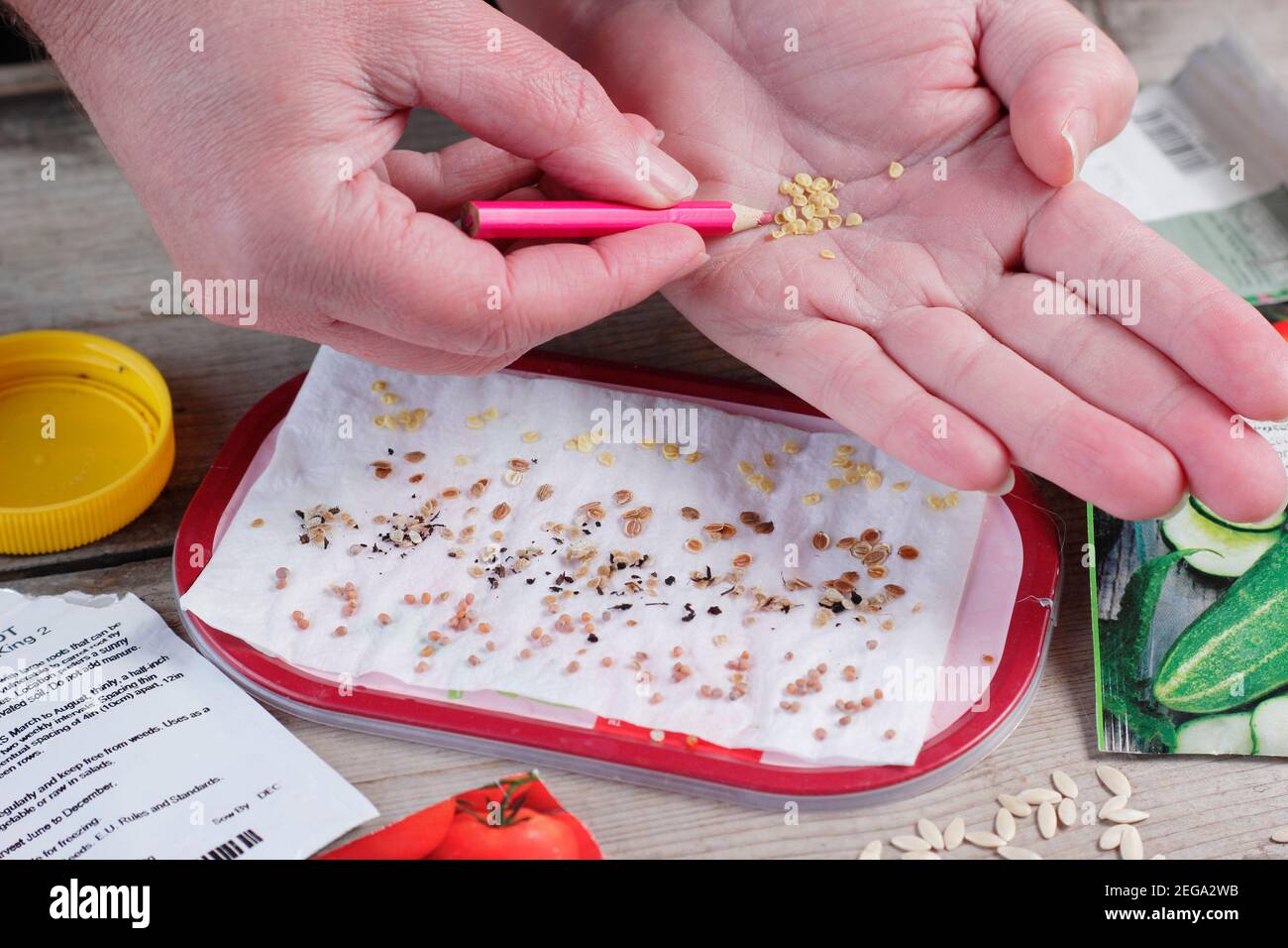 Testing seed viability by sprinkling samples on damp kitchen roll