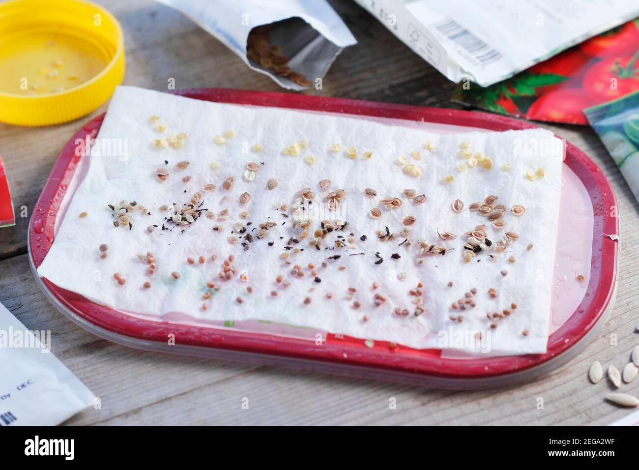 Testing seed viability by sprinkling samples on damp kitchen roll