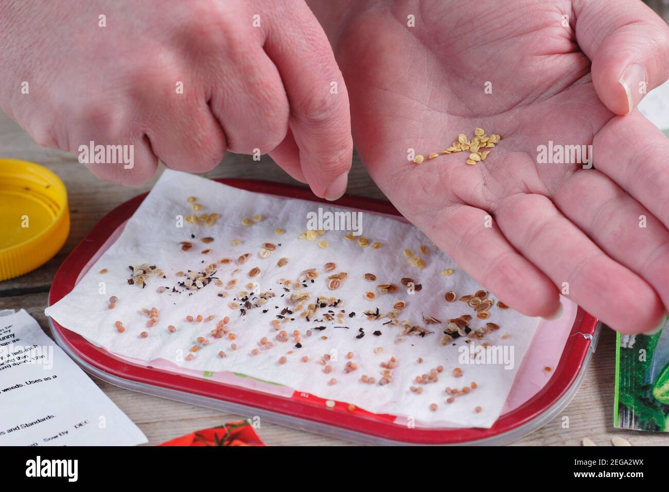 Testing seed viability by sprinkling samples on damp kitchen roll