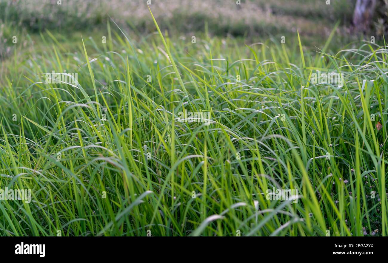 Tall grasses near a beach during day Stock Photo