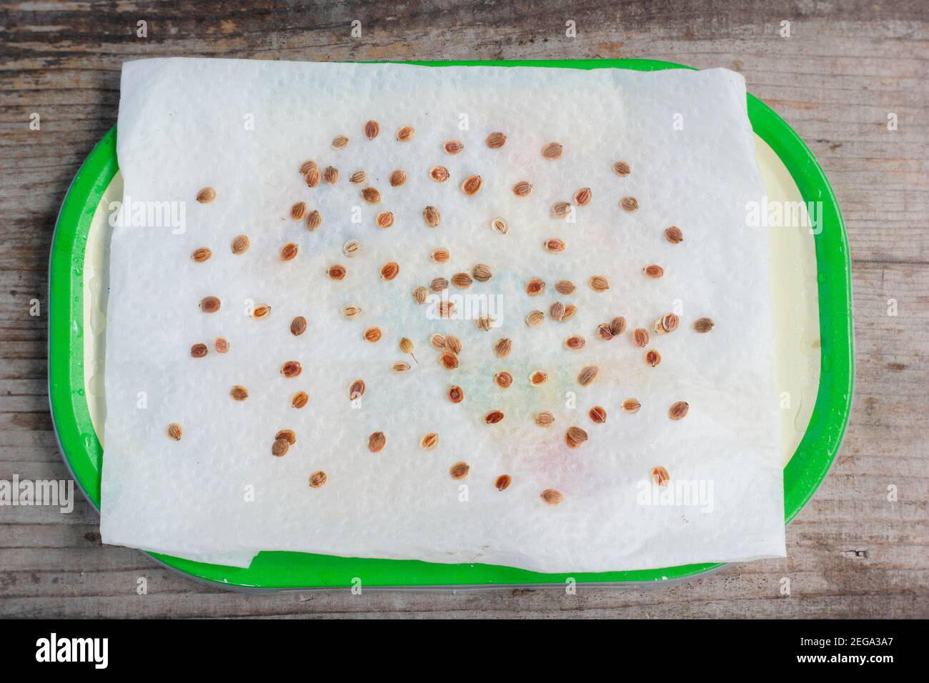 Pastinaca sativa. Germinating parsnip seed on damp kitchen roll to test seed viability before planting successes. UK Stock Photo