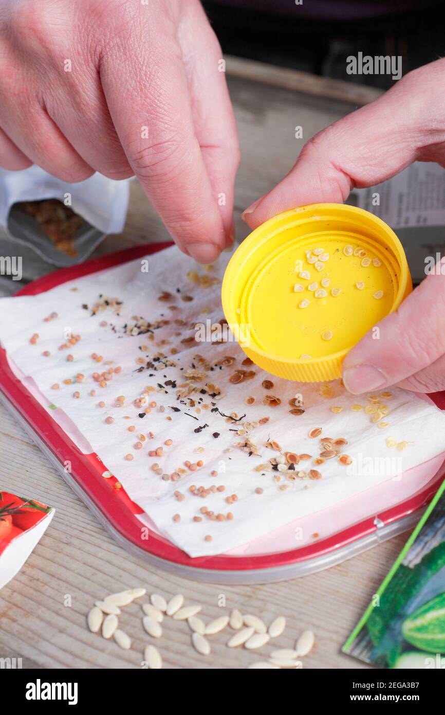 Germinating parsnip seeds hires stock photography and images Alamy