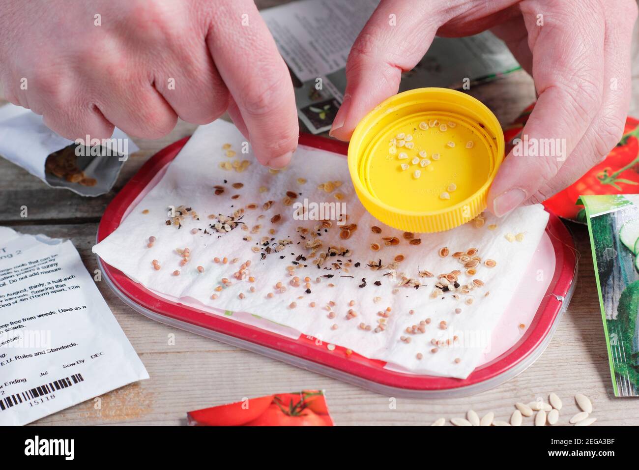 Testing the viability of old seed by sprinkling samples onto damp