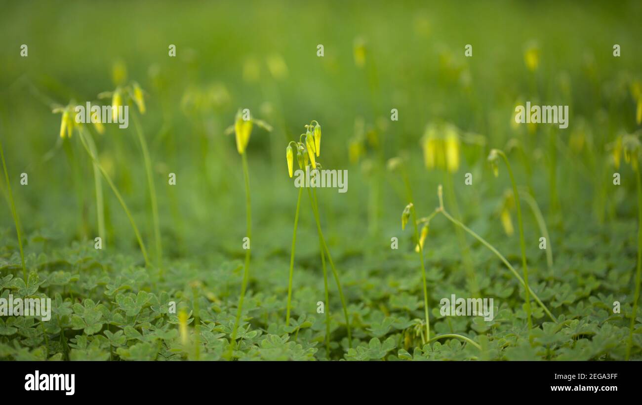 Flora of Gran Canaria -  Oxalis pes-caprae, invasive plant on the Canary Islands Stock Photo