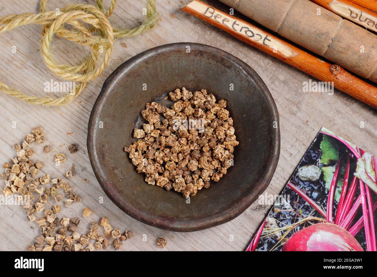 Beta vulgaris. Beetroot seed 'Detroit 2 Crimson Globe' ready to sow. UK Stock Photo