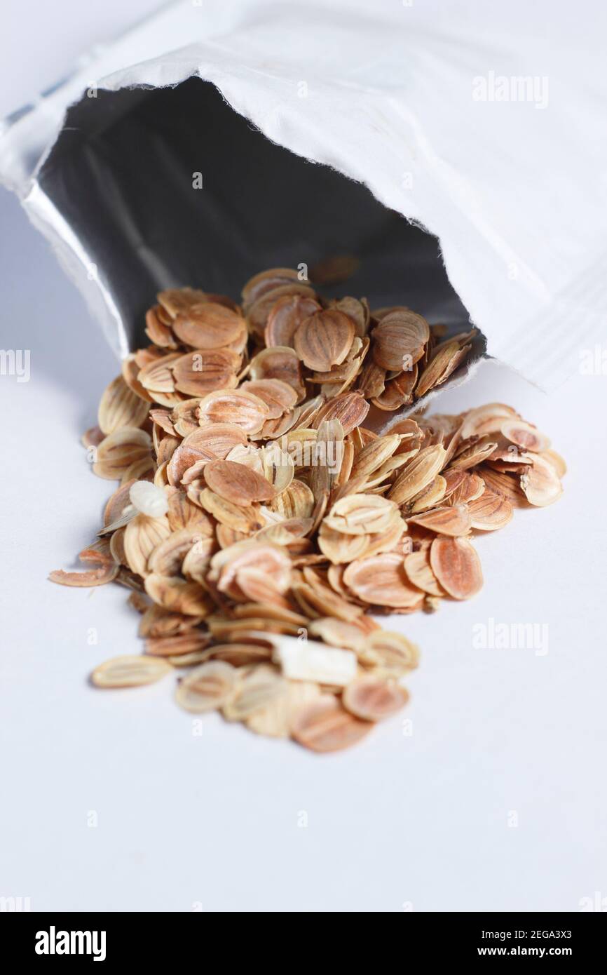 Parsnip seeds ready for sowing. Pastinaca sativa 'Tender and True' F1. Stock Photo