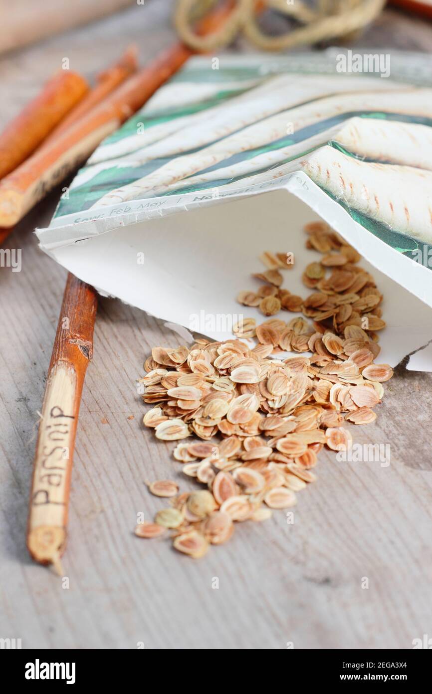 Pastinaca sativa. Parsnip seed - 'Tender and True' F1 -  ready for sowing. UK Stock Photo