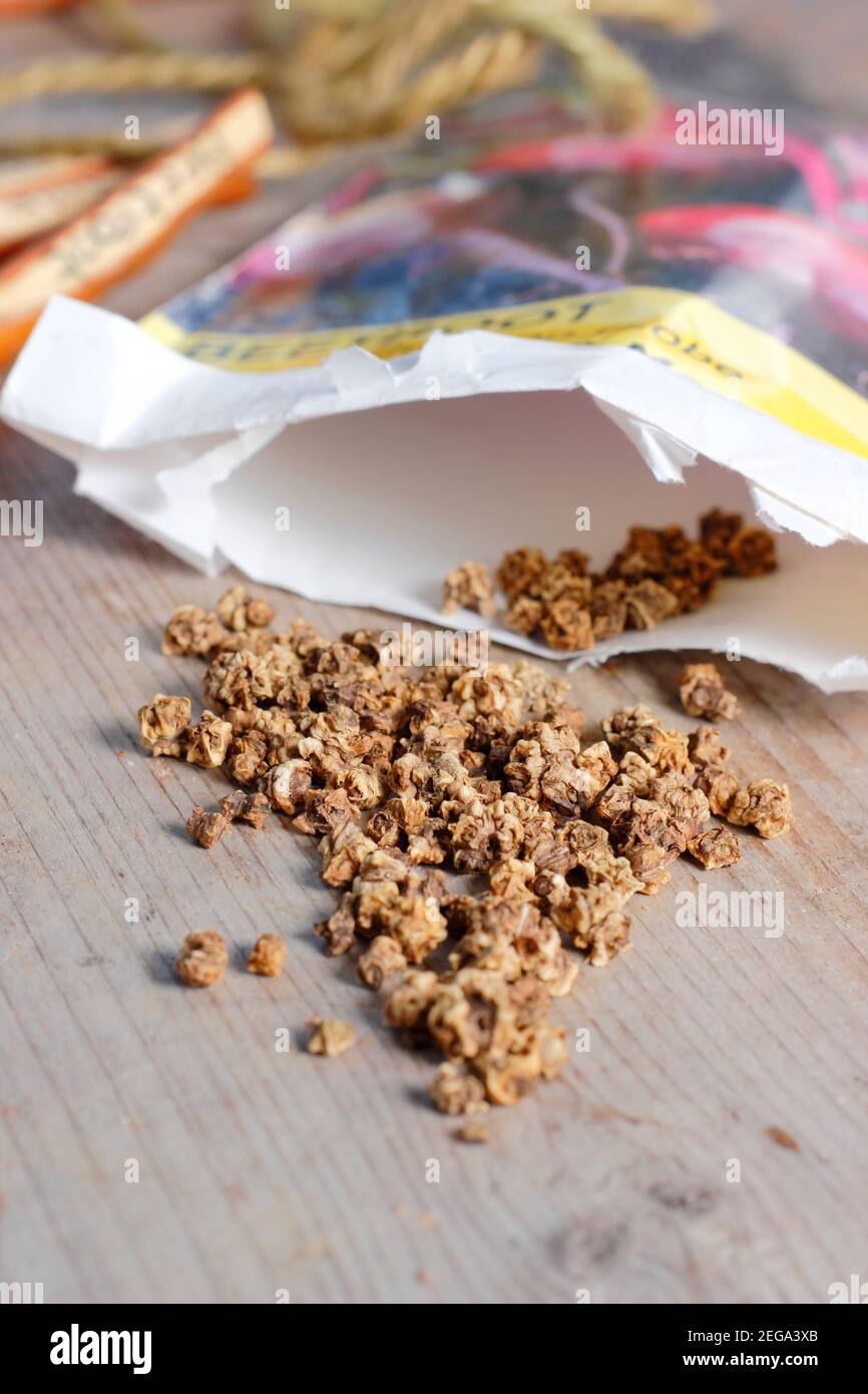 Beta vulgaris. Beetroot seeds spilling from an open packet - Detroit 2 crimson globe. Stock Photo