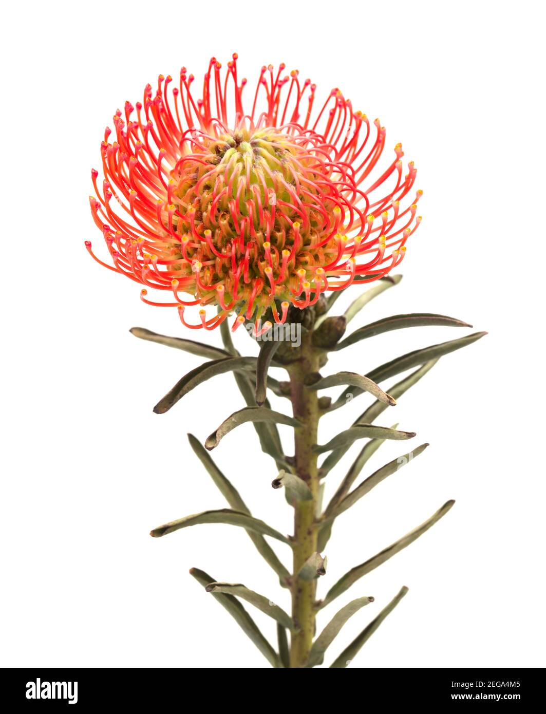 Red Leucospermum, AKA pincushion protea isolated on white background Stock Photo