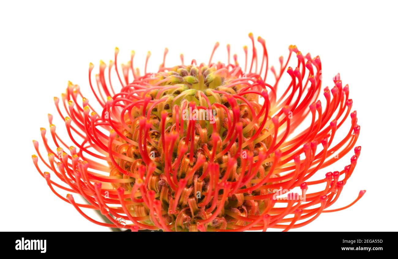 Red Leucospermum, AKA pincushion protea isolated on white background Stock Photo
