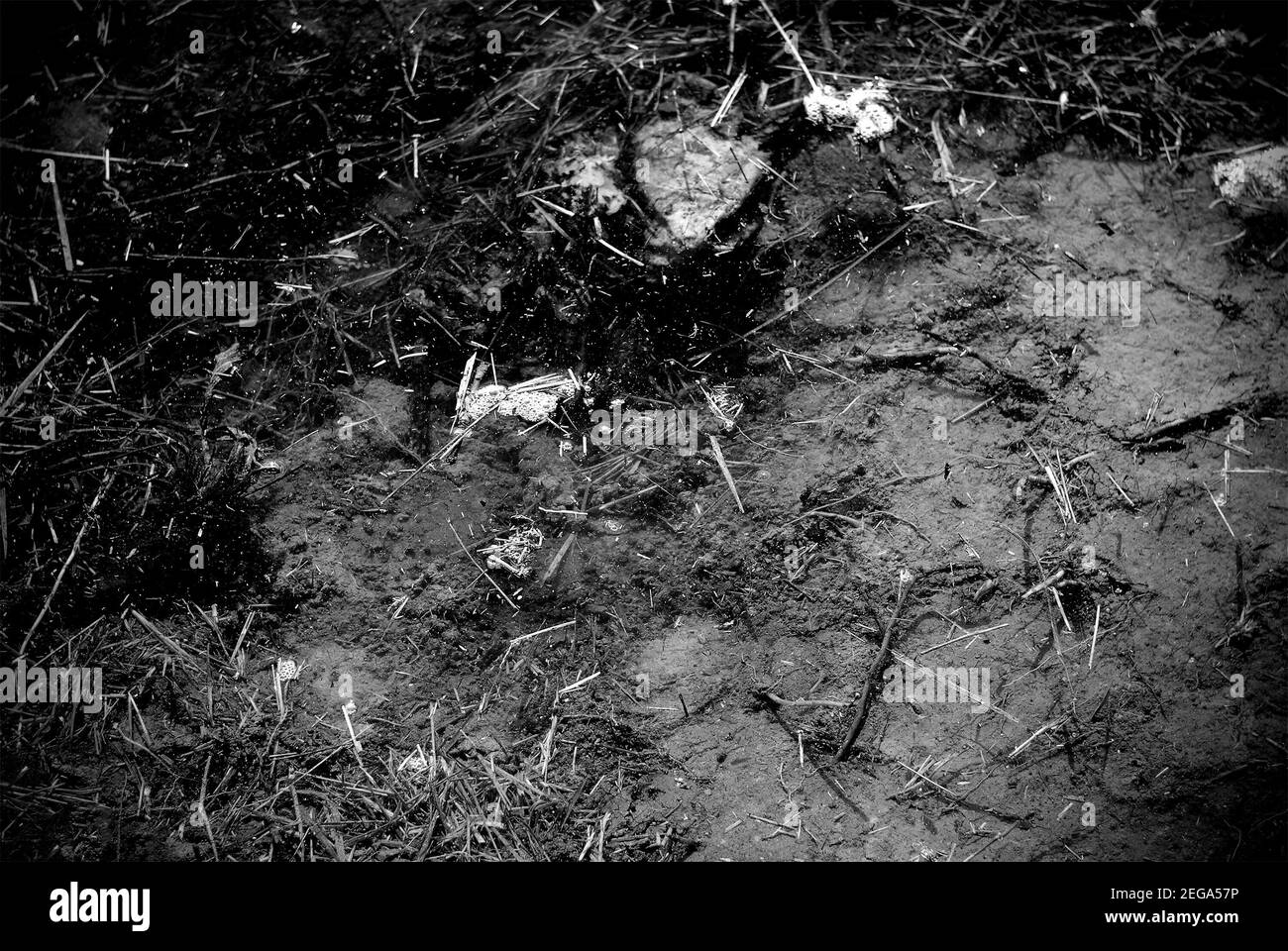 Black and white image of a puddle with dry grass and pieces of wood. Stock Photo