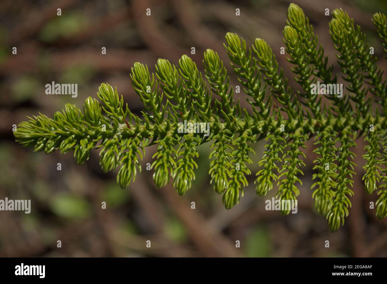 Green small Leaves of Araucaria heterophylla natural macro floral background Stock Photo